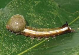 Attēlu rezultāti vaicājumam “Nolidae”