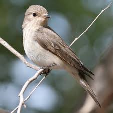 Attēlu rezultāti vaicājumam “Muscicapa striata”