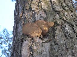 Attēlu rezultāti vaicājumam “Phellinus pini”