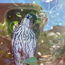 Image result for Goshawks G C