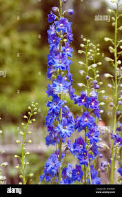 Image result for Rittersporn