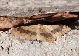 Attēlu rezultāti vaicājumam “Idaea aversata”