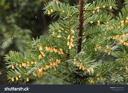 Attēlu rezultāti vaicājumam “Taxus baccata male flower”