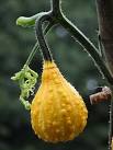 Squash (Cucurbita spec.) Squashes are the fruits of various climbing plants - via Daymix