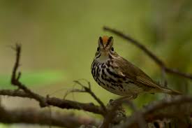 Image result for Seiurus aurocapilla