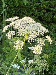 Attēlu rezultāti vaicājumam “Laserpitium latifolium flower”