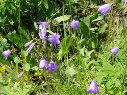 Attēlu rezultāti vaicājumam “Campanula rotundifolia leaf”