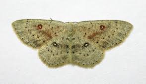 Attēlu rezultāti vaicājumam “Cyclophora albipunctata”