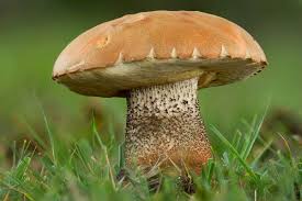 Attēlu rezultāti vaicājumam “Leccinum aurantiacum”