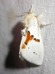 Attēlu rezultāti vaicājumam “Leucodonta bicoloria imago”