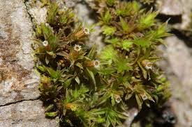 Attēlu rezultāti vaicājumam “Orthotrichum diaphanum”