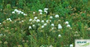 Attēlu rezultāti vaicājumam “Ledum palustre fruit”