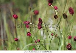 Attēlu rezultāti vaicājumam “Sanguisorba officinalis bud”