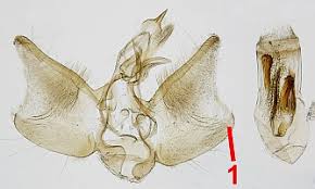 Attēlu rezultāti vaicājumam “Eupithecia exiguata”