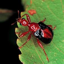 Attēlu rezultāti vaicājumam “Attelabidae”