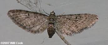 Attēlu rezultāti vaicājumam “Eulithis sp.”