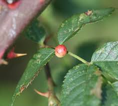 Attēlu rezultāti vaicājumam “Diplolepis eglanteriae”