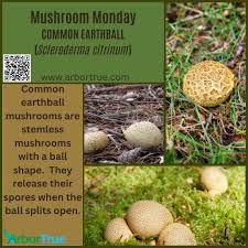 Attēlu rezultāti vaicājumam “Sclerophora pallida”