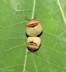 Attēlu rezultāti vaicājumam “Heteroptera”