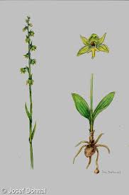 Attēlu rezultāti vaicājumam “Herminium monorchis fruit”