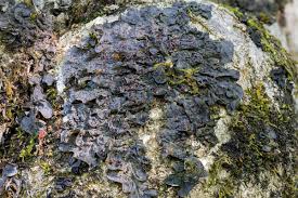 Attēlu rezultāti vaicājumam “Leptogium lichenoides”