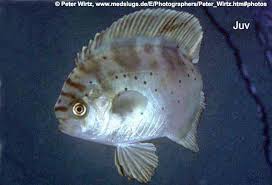 Image result for Schedophilus ovalis