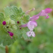 Attēlu rezultāti vaicājumam “Lamium purpureum flower”