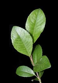 Attēlu rezultāti vaicājumam “Salix myrsinifolia leaf”