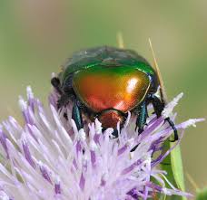Attēlu rezultāti vaicājumam “Potosia cuprea”