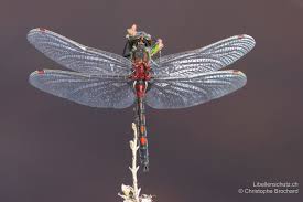 Attēlu rezultāti vaicājumam “Leucorrhinia rubicunda”