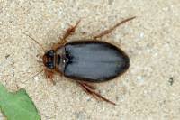 Attēlu rezultāti vaicājumam “Colymbetes striatus”