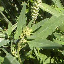 Attēlu rezultāti vaicājumam “Atriplex patula fruit”