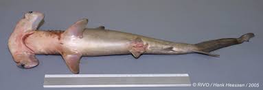 Image result for Sphyrna