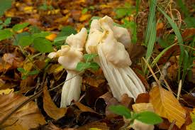 Attēlu rezultāti vaicājumam “Helvella crispa”