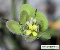 Attēlu rezultāti vaicājumam “Diderma subviridifuscum sessile”