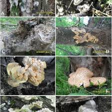 Attēlu rezultāti vaicājumam “Radulomyces confluens”