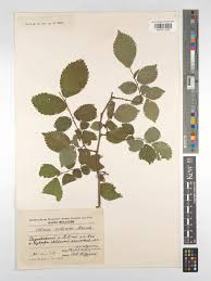 Attēlu rezultāti vaicājumam “Ulmus minor f. suberosa”