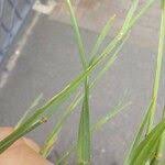 Attēlu rezultāti vaicājumam “Poa compressa leaf”