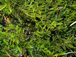 Attēlu rezultāti vaicājumam “Thuidium assimile”