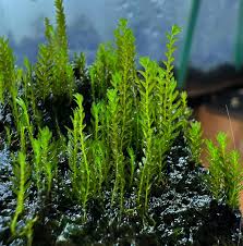 Attēlu rezultāti vaicājumam “Fissidens arnoldii sporophyte”