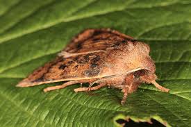 Attēlu rezultāti vaicājumam “Agrochola helvola”