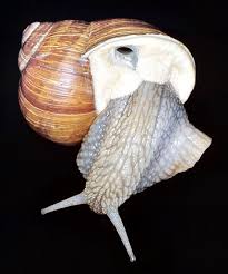 Attēlu rezultāti vaicājumam “Helix pomatia”