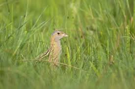 Attēlu rezultāti vaicājumam “Crex crex adult”