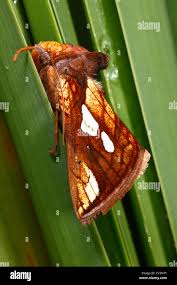 Attēlu rezultāti vaicājumam “Plusia festucae”