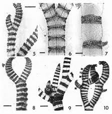 Attēlu rezultāti vaicājumam “Ceramium sp.”