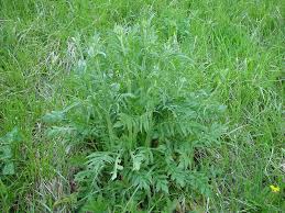 Image result for Knautia arvensis