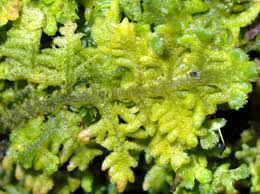 Attēlu rezultāti vaicājumam “Trichocolea tomentella sporophyte”