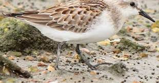 Image result for Calidris ruficollis
