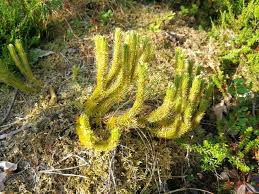 Attēlu rezultāti vaicājumam “Huperzia selago”