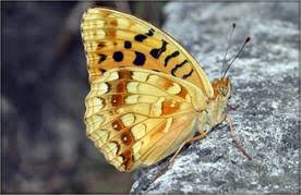 Attēlu rezultāti vaicājumam “Argynnis adippe”